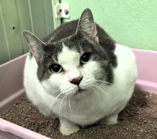 Akira E Kelly Dalla Casa Al Gattile